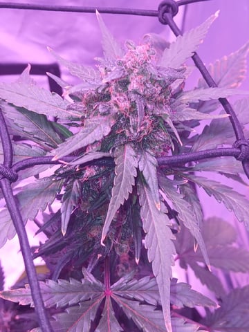 CountryG  — seedling_rooting, day 67