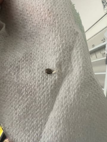 SOUR APPLE (2nd attempt) — seedling_rooting, day 3