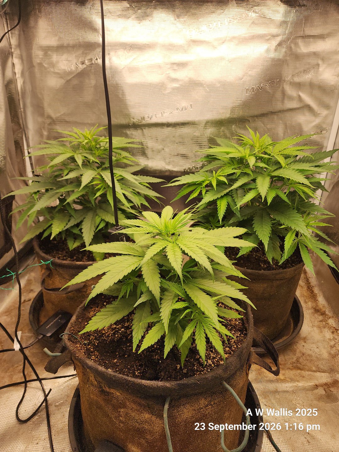 GG4 FF