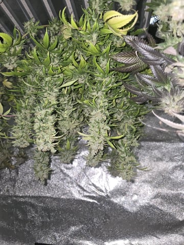 Mandarin Skywalker Crasher — harvest, day 119