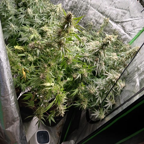 run #3 — flower, day 100