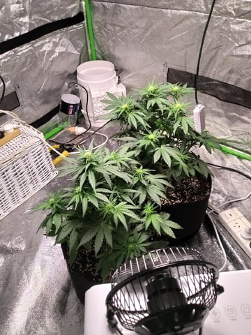Banana Purple Punch Auto