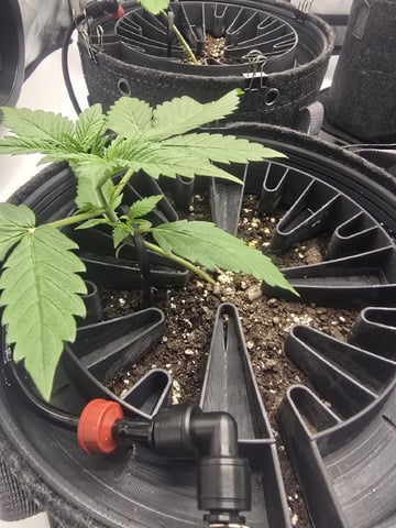 2nd Grow Lemon Cherry Cookies — vegetative, day 20