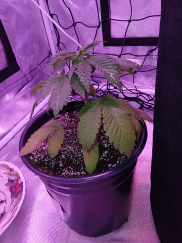 CountryG  — seedling_rooting, day 31