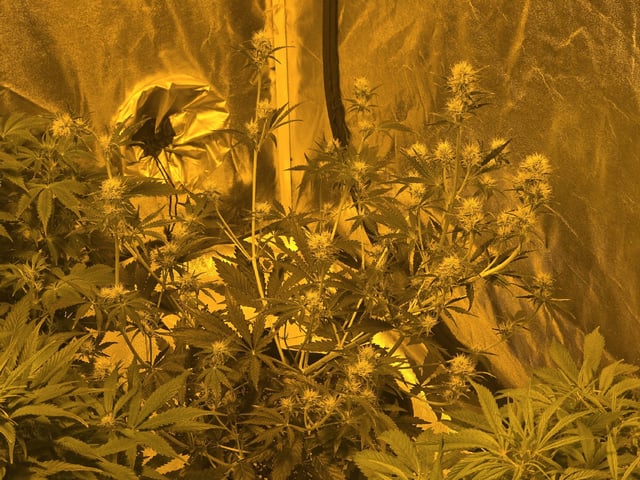 Autos AGAIN — flower, day 49