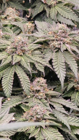 mc nuggets r1 — flower, day 92