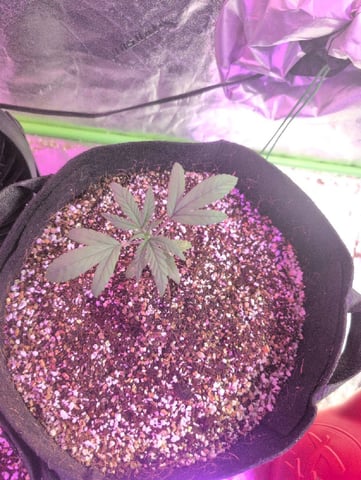 2025-26 — seedling_rooting, day 6