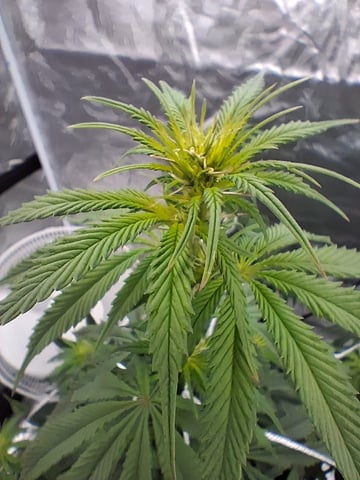Free Seeds — flower, day 120