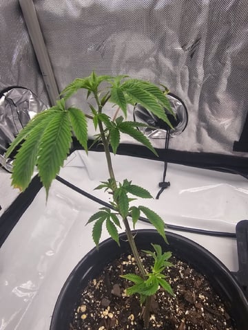 First Grow