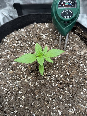 Gorilla Cookies 2nd Try — seedling_rooting, day 20