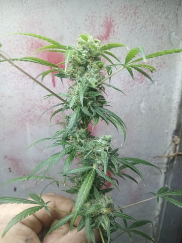 aurora auto — harvest, day 103