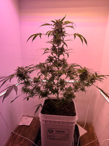Gigawatt  — flower, day 121