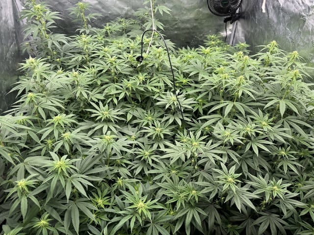 7 Strains 14 Plants  — flower, day 99