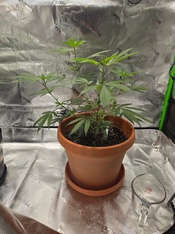Evermore clones — vegetative, day 17