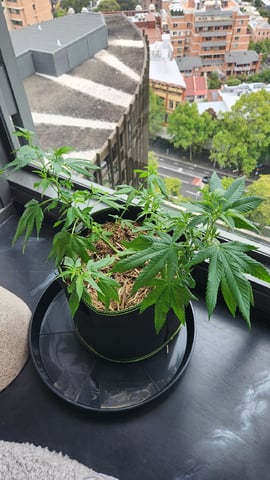 Royal Highness — vegetative, day 66