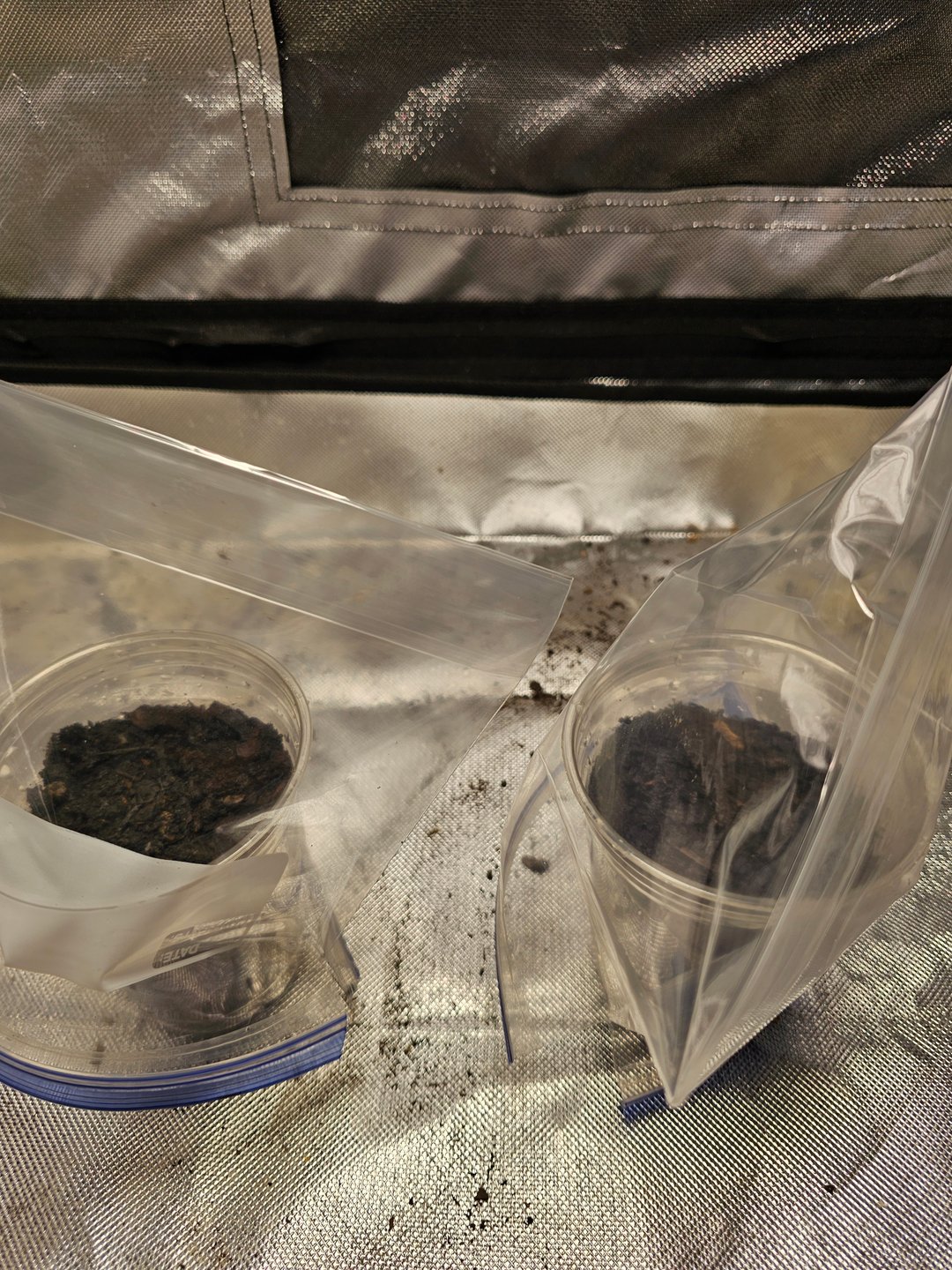 Jenny Kush photoperiod