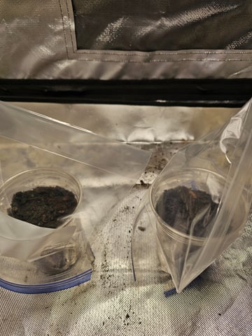 Jenny Kush photoperiod — germination, day 1