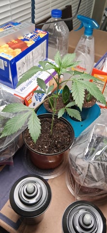 blueberry funk — vegetative, day 21