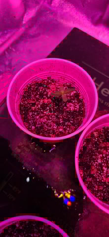 basement grow — seedling_rooting, day 1