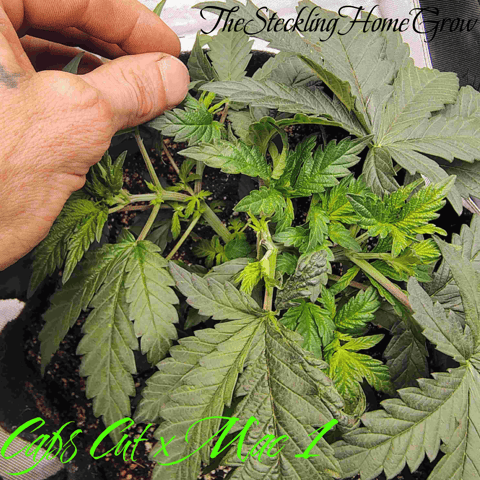 Athena Run  — vegetative, day 34