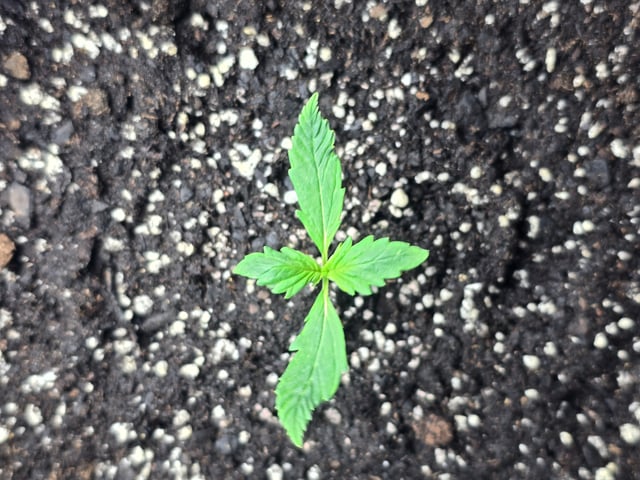 2nd Autoflower Indoor Grow — seedling_rooting, day 11