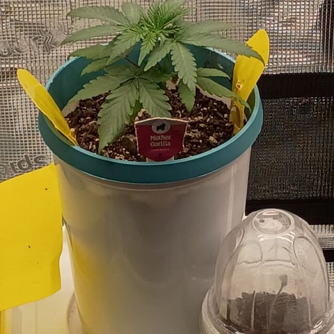TentPlantLightFan — vegetative, day 25
