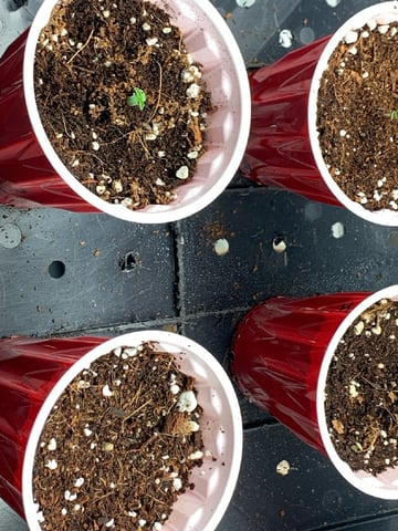 Papaya Frosting  — seedling_rooting, day 6