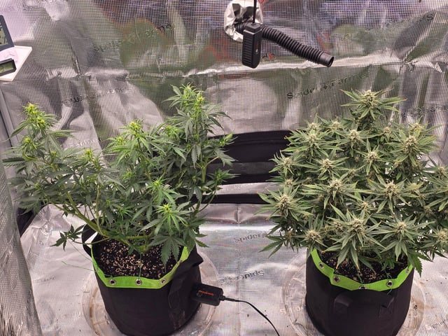 Gorilla Cookies auto  — flower, day 34