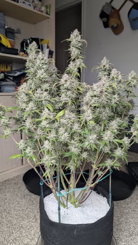 Perpetual Autoflower Mixed Grow #3 — flower, day 85