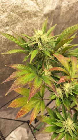 Blackberry Kush — flower, day 92