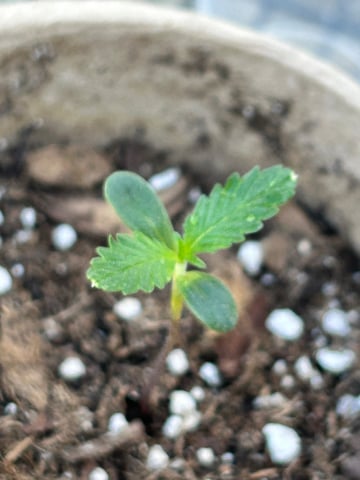 First ever grow — seedling_rooting, day 13