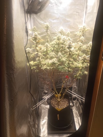 cheddar cheese  — flower, day 95