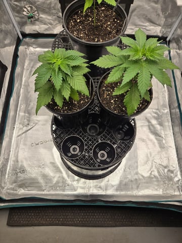 Zoap & Mimosa x OrangePunch