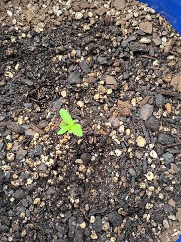 Six-Duece Autos — seedling_rooting, day 12