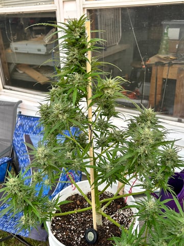 First ever grow — flower, day 87