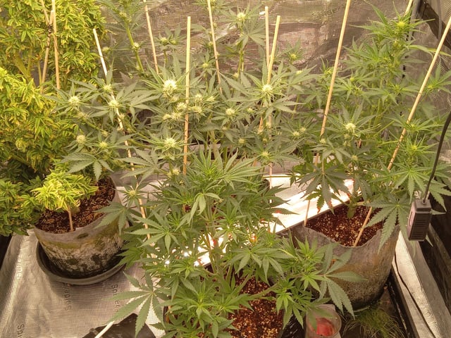 5 Autos — grow_setup, day 15