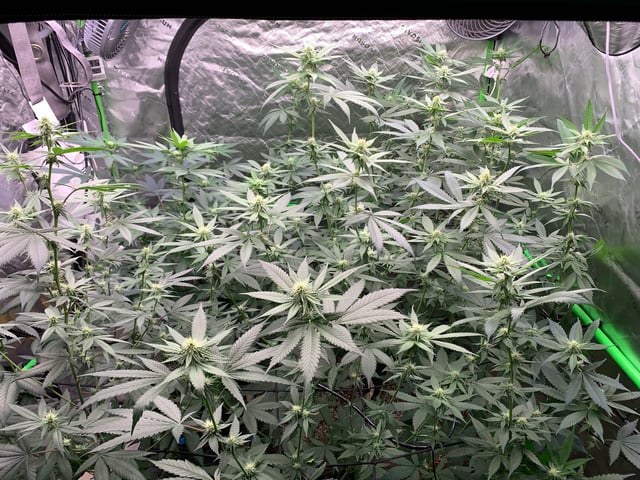 Papaya Frosting  — flower, day 81