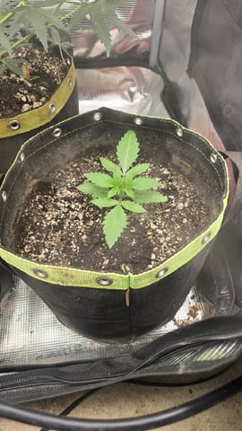 Blueberry Swirl — vegetative, day 12