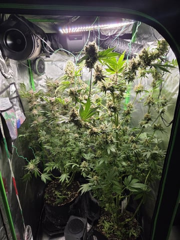 Special Kush#1 and Purple Queen Auto  — flower, day 123