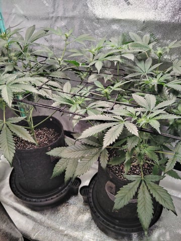 LSD Auto — flower, day 20