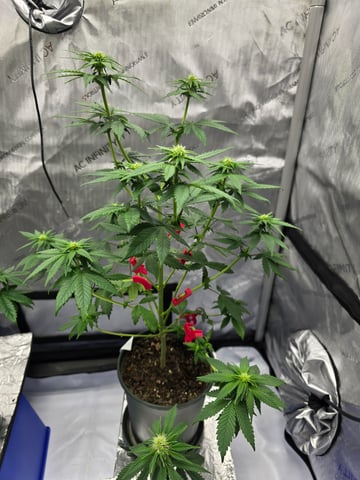 Homegrown - 🍒 🥧 & GSC Auto, 🚀 Seeds 🍌 Buttercups  — flower, day 46