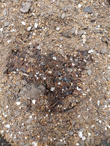 my first grow  — germination, day 1