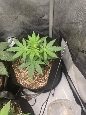 Coco Grow — vegetative, day 32