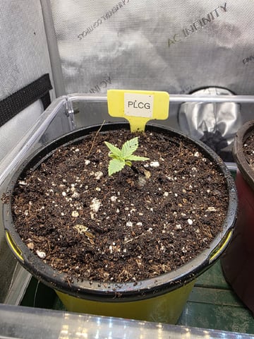 Granny Candy and PLCG — grow_setup, day 13