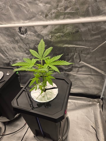 Spider-Farmer Hydro — vegetative, day 25