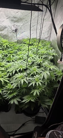 Maple Nectar  — flower, day 47