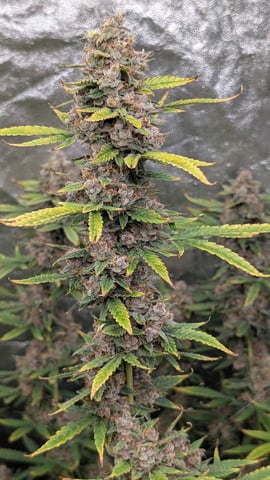 Strawberry Cheesecake Seedsman Seeds Autoflowers x2 — flower, day 89