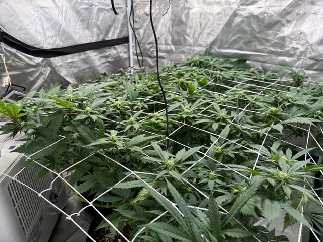 Green Gelato — flower, day 71