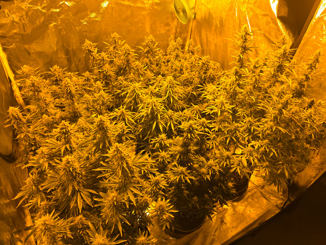 2nd Autoflower Indoor Grow — flower, day 79