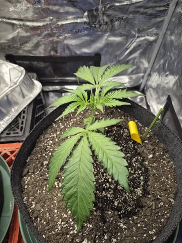 Grow 1 2026 Gelato Rainbow Sherbert  — vegetative, day 16